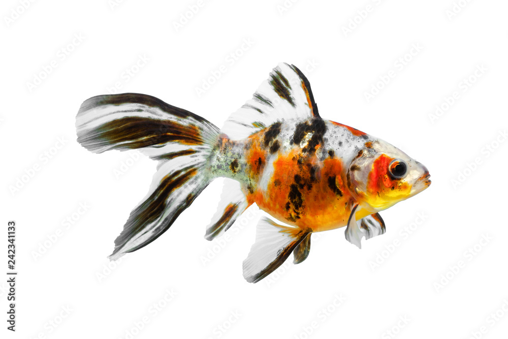 Black white and orange goldfish sales