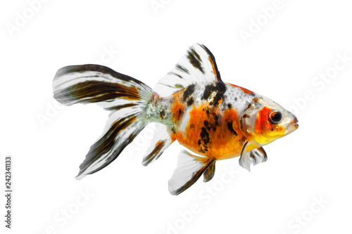 Colorful gold fish isolated on white background, colorful carassius auratus, orange black yellow shubunkin