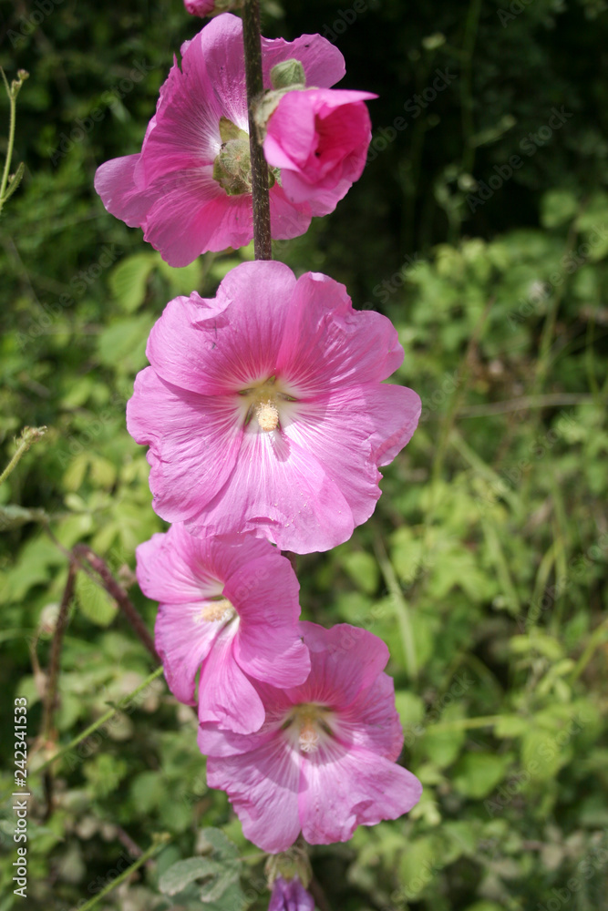 Fototapeta premium Bristly Hollyhock Alcea setosa