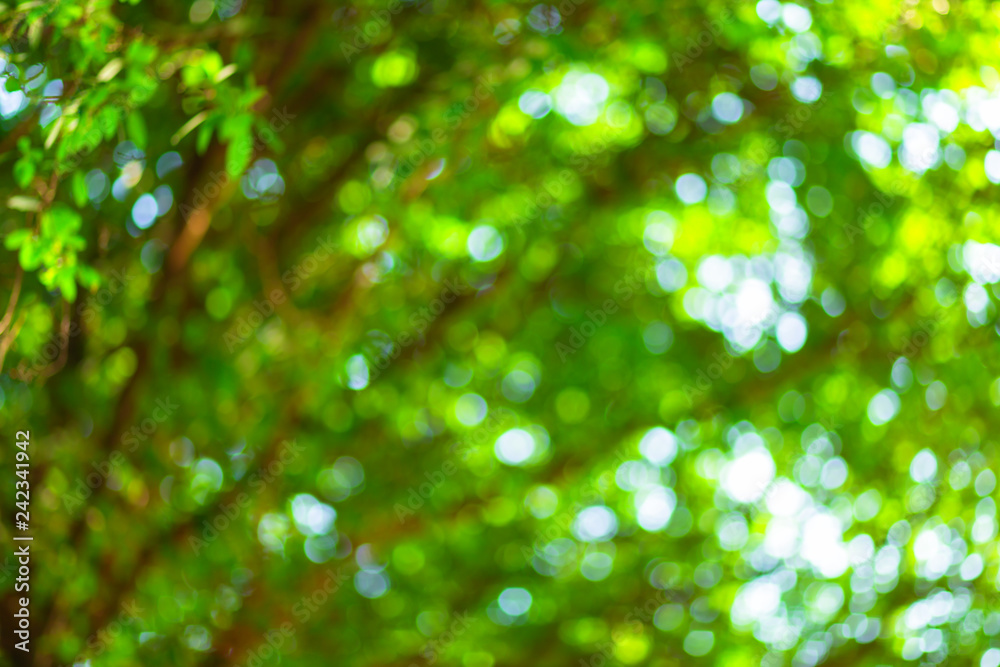 Fototapeta premium green bokeh background with circles. Summer abstract theme.