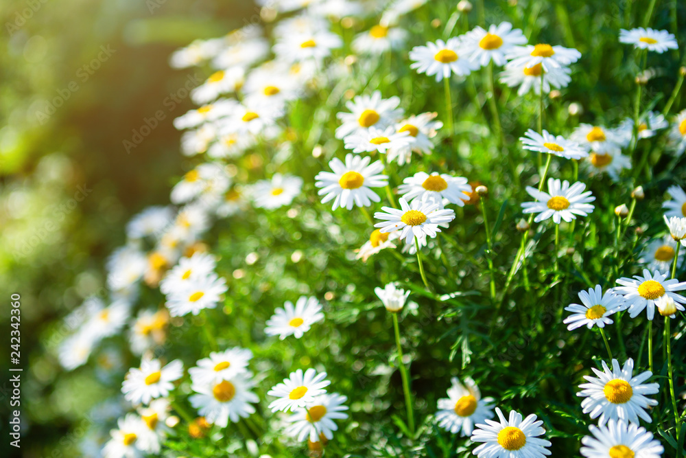 Fototapeta premium White seaside daisies in a spring garden.