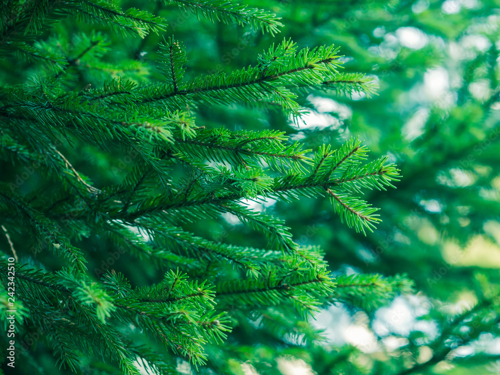 Green fir tree winter christmas background