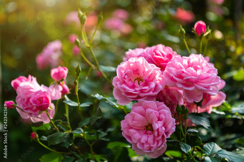 Beautiful pink rose on the rose garden in summer in a garden.