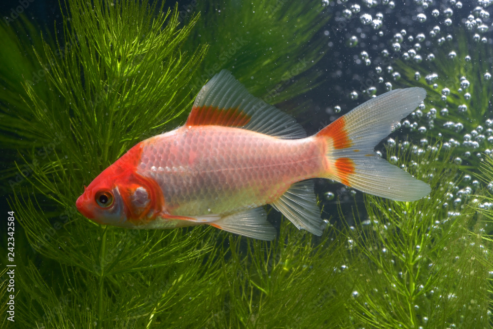 Koi fish background plants Koi fish background plants