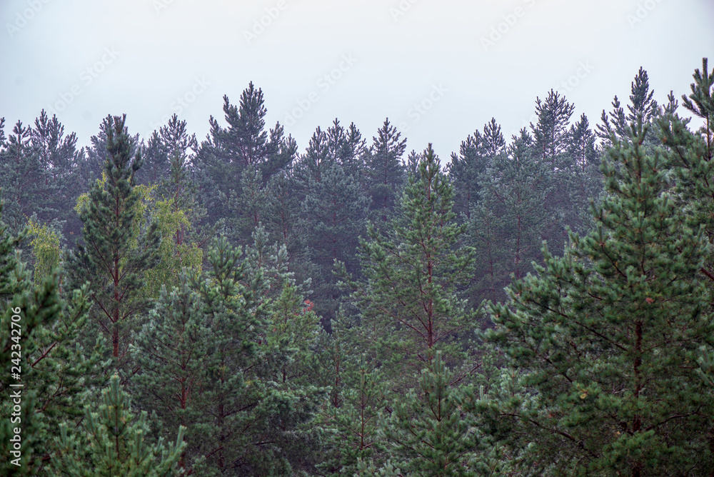 Obraz premium misty forest in foggy morning. far horizon