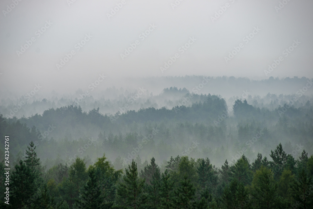 misty forest in foggy morning. far horizon