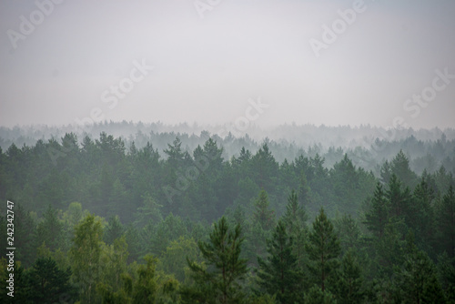 misty forest in foggy morning. far horizon
