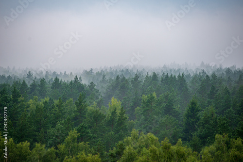 misty forest in foggy morning. far horizon