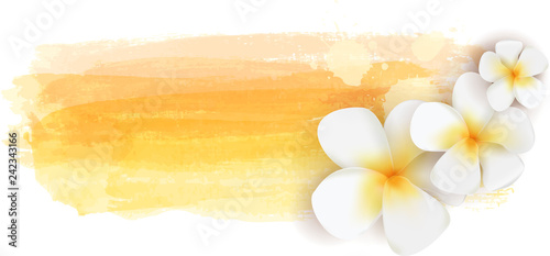 Plumeria on watercolor banner