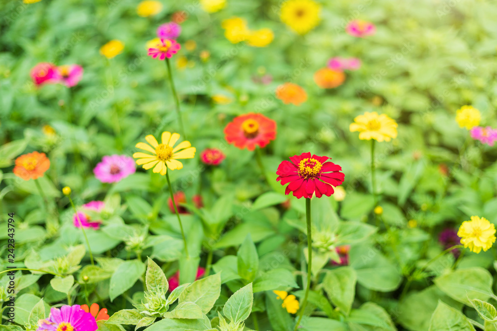 Common Zinnia (elegant zinnia) beautifully with green leaves background in the garden.