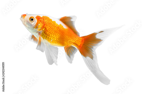 Yellow with white spots gold fish isolated on white background, carassius auratus, orange shubunkin
