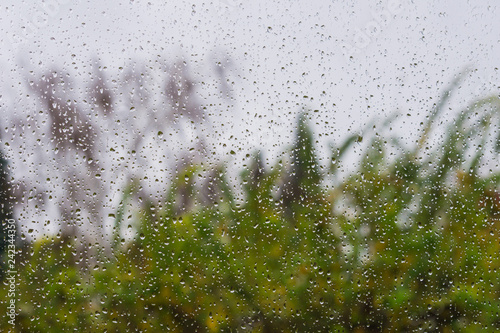 Drops of rain on the window, blurred trees on the background