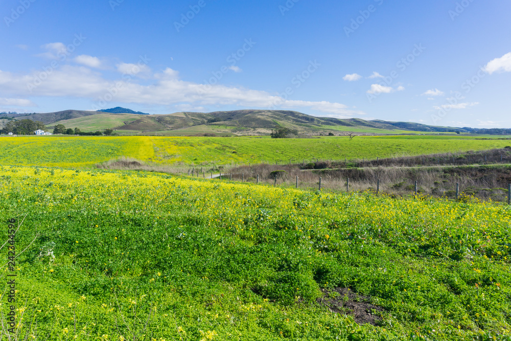 A field of yellow wildflowers; farm house and mountains in the background, Half Moon Bay, California