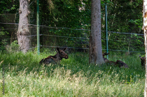 wild muse family resting in grass meadow in summer