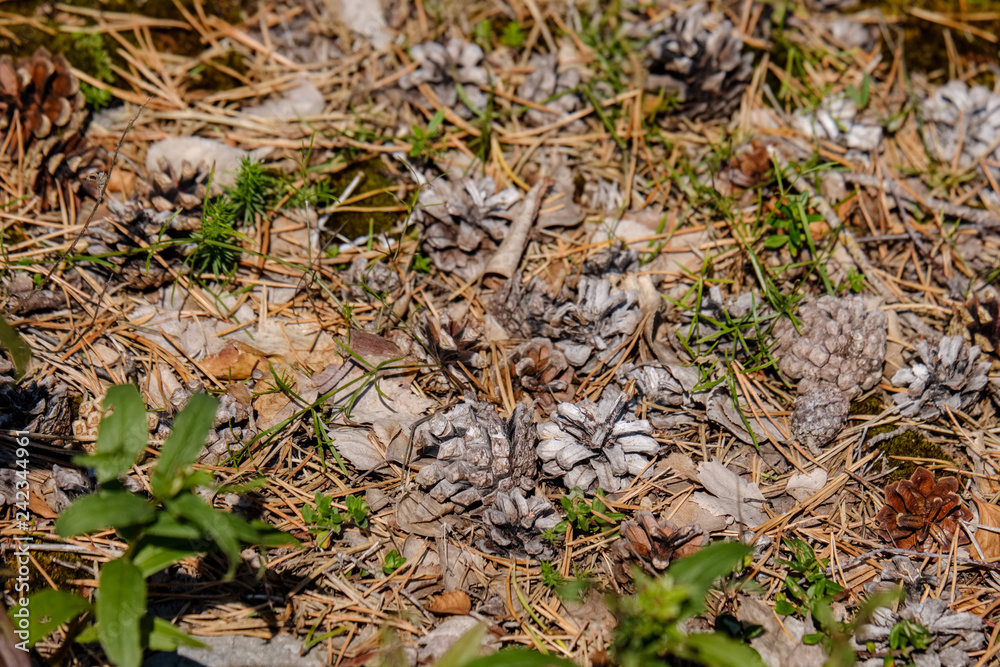 irregular dry plants on rock covered beach on the island irregular dry plants on rock covered beach on the island