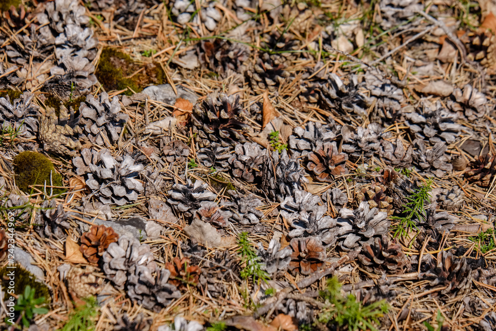 irregular dry plants on rock covered beach on the island irregular dry plants on rock covered beach on the island