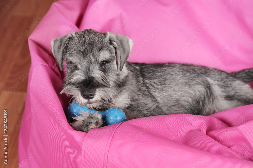 schnauzer dog relaxing and lying in lazy bag with toy schnauzer dog relaxing and lying in lazy bag with toy