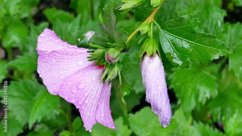 Water drops after rain on violaceous flowers at green grass in the garden background