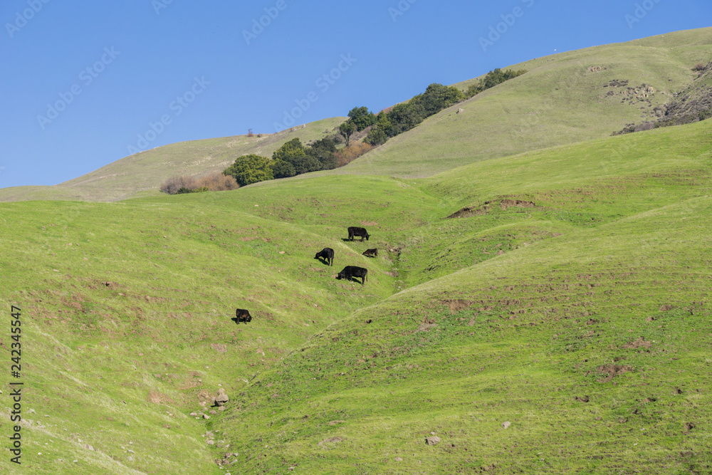 Cattle grazing on grass covered hills, south San Francisco bay, California