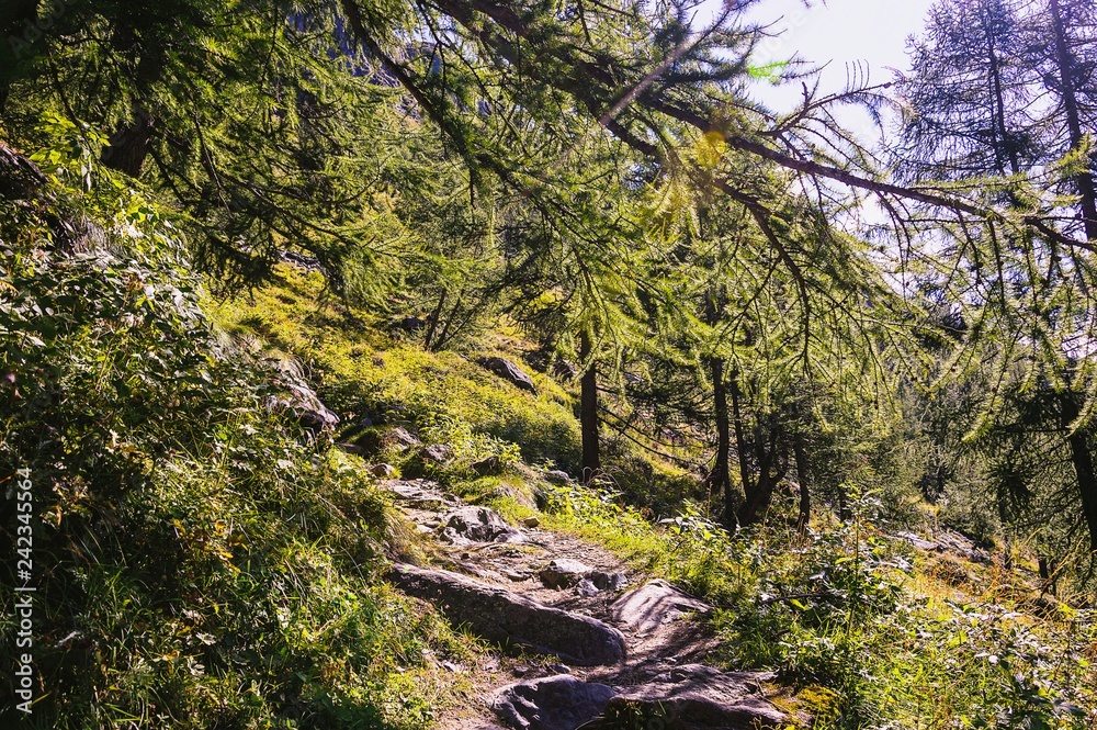 Hiking pathway in a forest in the valley of Gressoney near Monte Rosa Hiking pathway in a forest in the valley of Gressoney near Monte Rosa