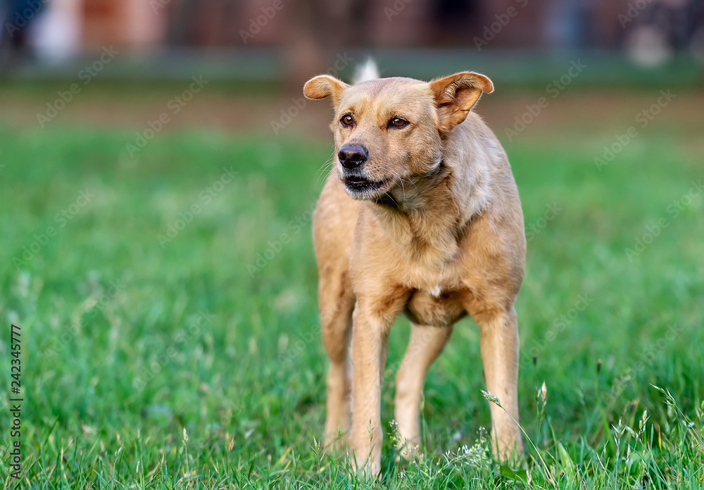 Stray dog Stray dog