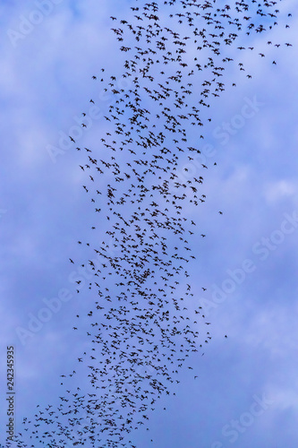 A bat herd is flying for food with twilight sky at evening background.