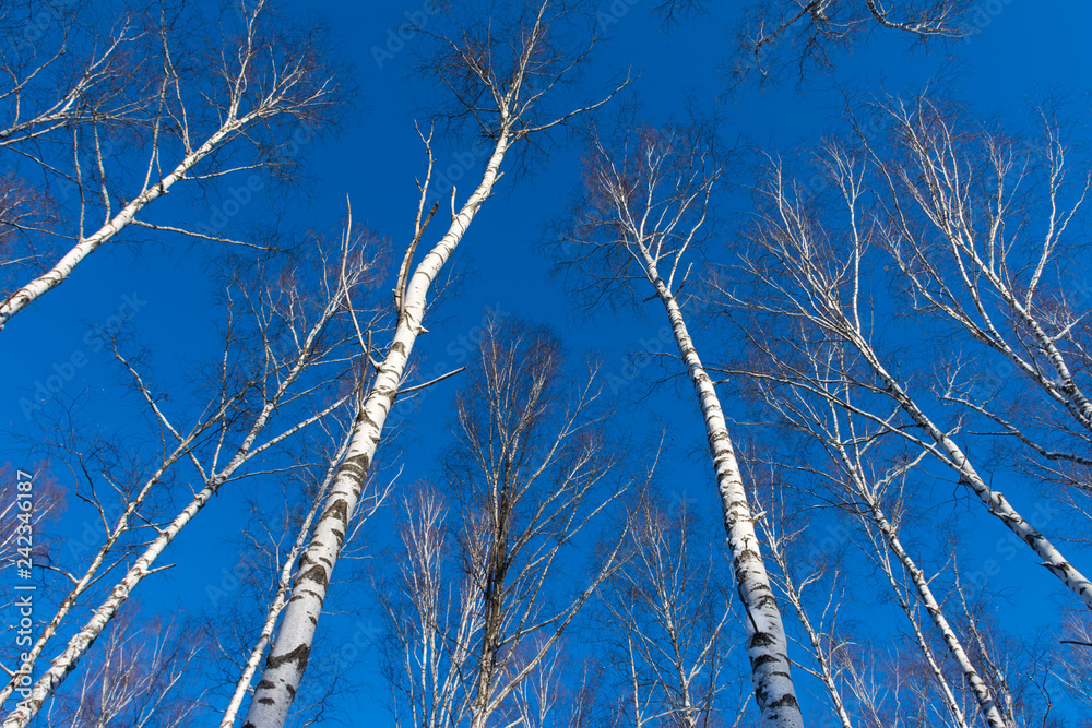 the tops of birch trees in winter forest the tops of birch trees in winter forest