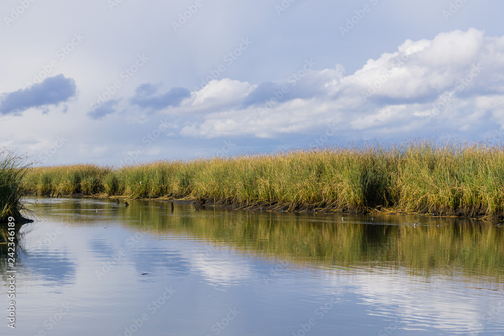 Tule reeds reflected in a salt pond on a cloudy day, Don Edwards Wildlife Refuge, south San Francisco bay, Alviso, San Jose, California