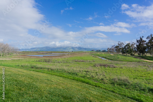 Meadow in Sunnyvale Baylands Park; view towards Mission Peak, south San Francisco bay, California