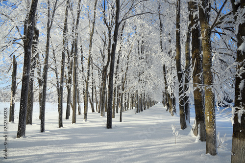 Winter forest in sunny day