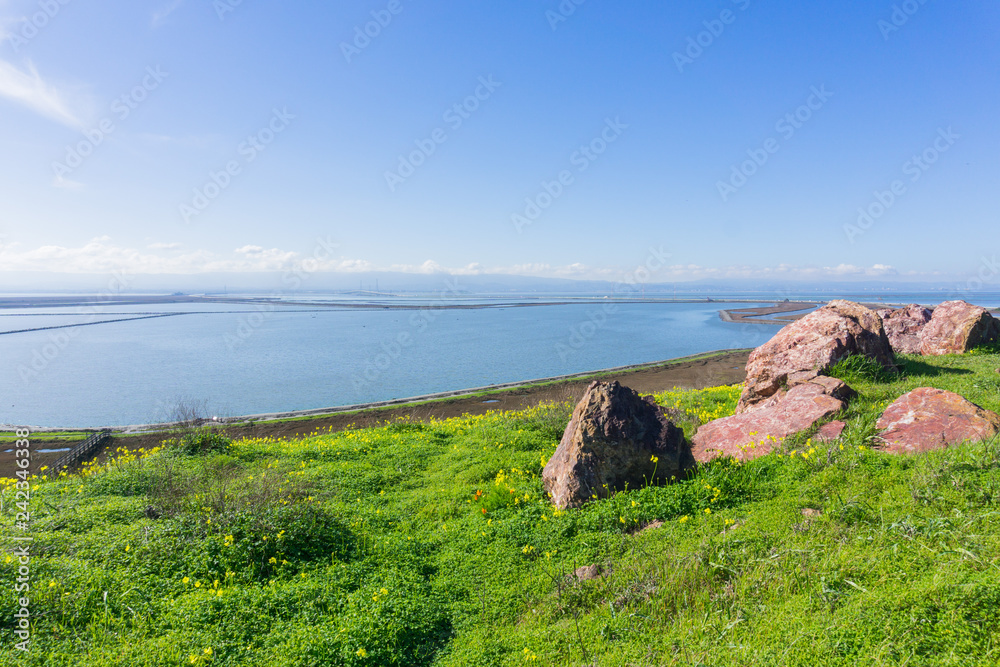 Green meadow and bermuda buttercup flowers in Don Edwards wildlife refuge, Dumbarton bridge in the background, Fremont, San Francisco bay area, California Green meadow and bermuda buttercup flowers in Don Edwards wildlife refuge, Dumbarton bridge in the background, Fremont, San Francisco bay area, California