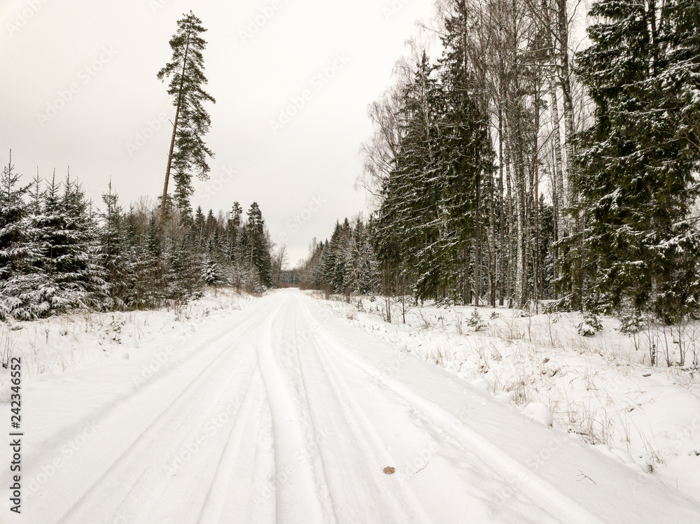 Fototapeta premium snowy trees in forest seen from above
