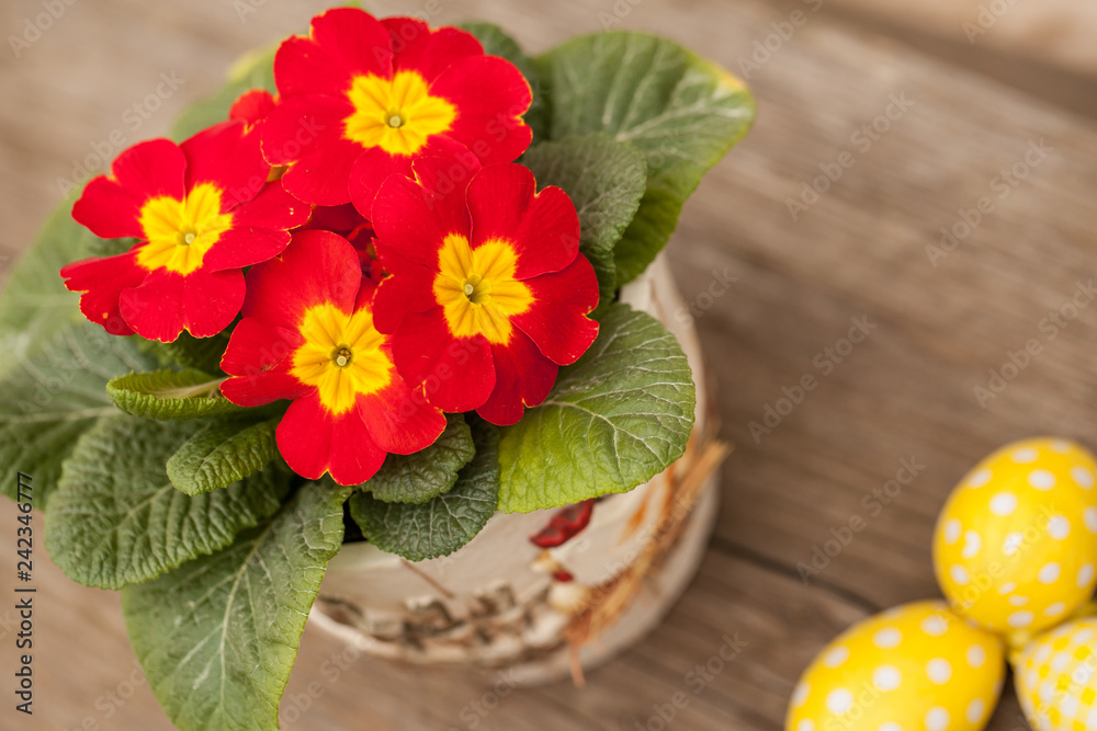 Obraz premium Primula flower and easter eggs