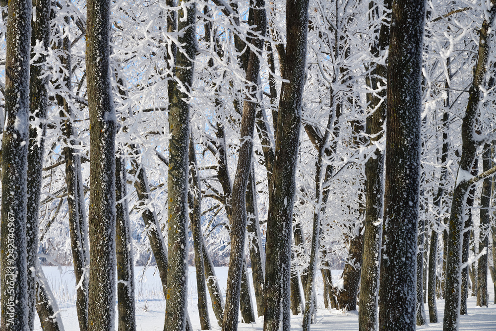 Fototapeta premium Winter forest in sunny day