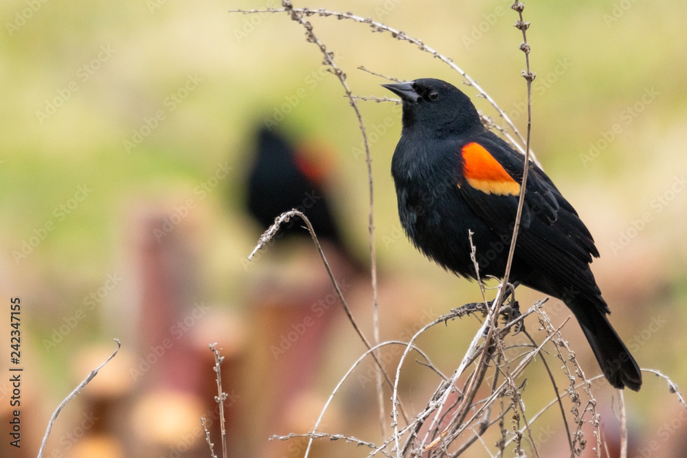 Fototapeta premium Red-winged Blackbird