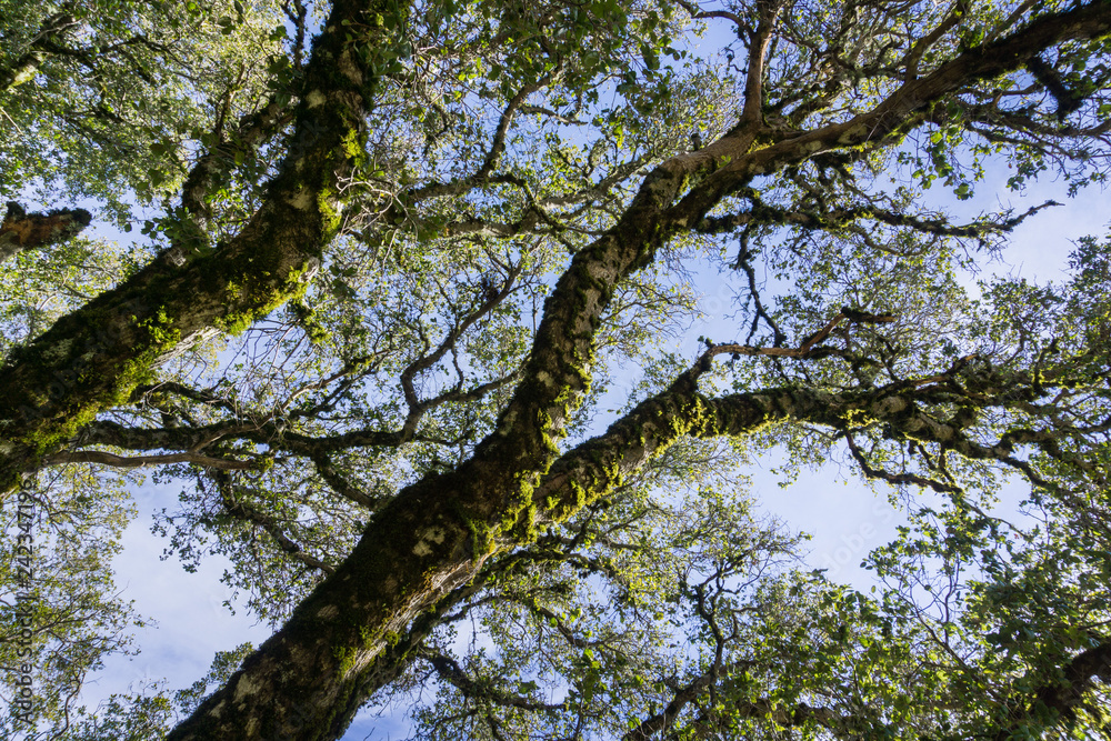 Live oak branches covered in moss, California Live oak branches covered in moss, California