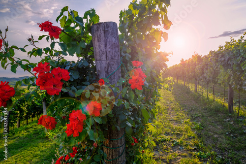 Fototapeta Naklejka Na Ścianę i Meble -  Red roses and vineyard in Vipava valley, Slovenia.