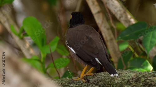 Wallpaper Mural Common Myna -Acridotheres tristis- Torontodigital.ca