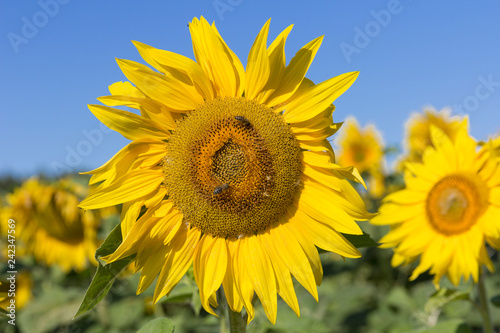 Fototapeta Naklejka Na Ścianę i Meble -  Field of blossoming sunflowers against the blue sky