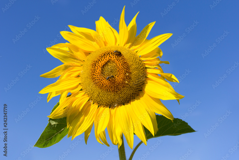 Field of blossoming sunflowers against the blue sky Field of blossoming sunflowers against the blue sky