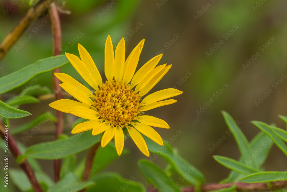 Marsh Gumplant (Grindelia stricta) flowering, California Marsh Gumplant (Grindelia stricta) flowering, California