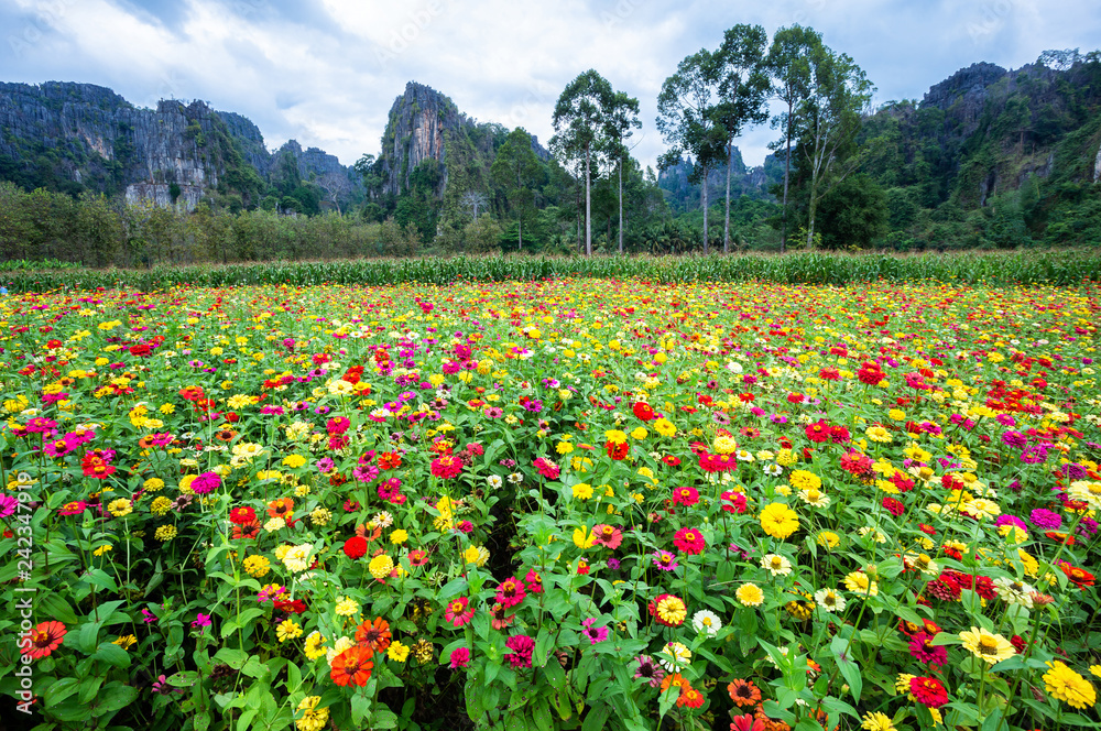 Common Zinnia (elegant zinnia) beautifully in the garden with mountains in Noen Maprang Phitsaunlok, Thailand. Common Zinnia (elegant zinnia) beautifully in the garden with mountains in Noen Maprang Phitsaunlok, Thailand.