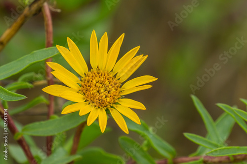 Marsh Gumplant (Grindelia stricta) flowering, California photo