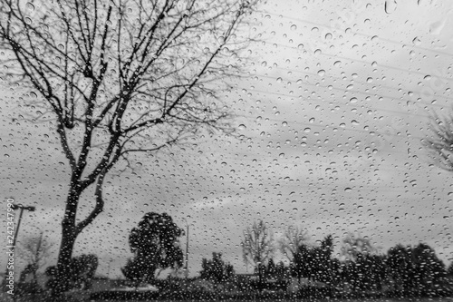 Drops of rain on the window; blurred trees in the background; shallow depth of field; black and white