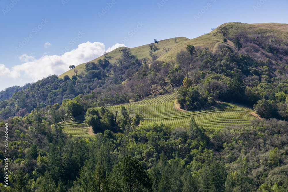 Vineyard on the hills of Sonoma County, Sugarloaf Ridge State Park, California