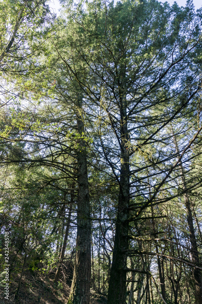 Large pine trees, California