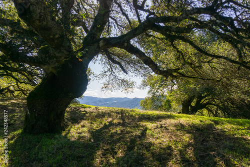 Large oak tree providing shade, Sugarloaf Ridge State park, Sonoma County, California photo