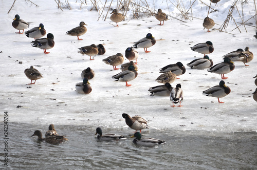 Wild ducks on the frozen river bank