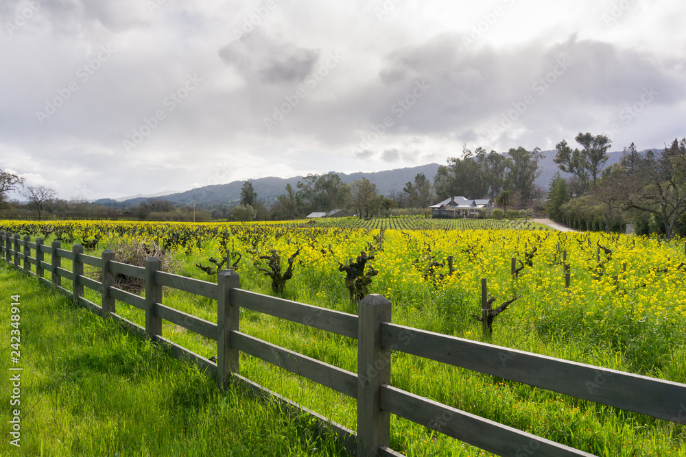 Wild mustard in bloom at a vineyard in the spring, Sonoma Valley, California