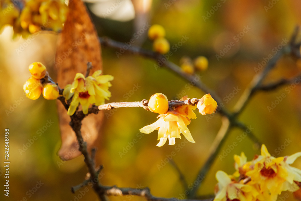 Yellow flowers